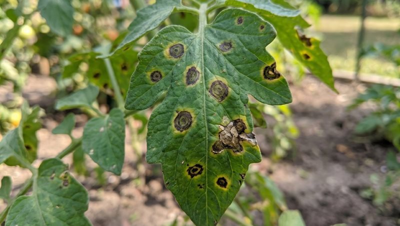 Pleseň alternaria na liste v prírode